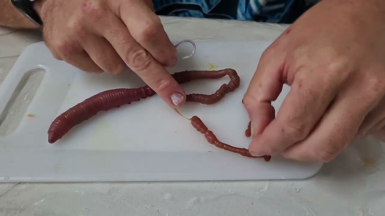 Bloodworm bait presentation 