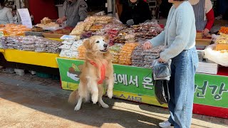 시장에 대형견 데리고 간 개주인이 상인들 반응에 당황한 이유 ㅋㅋㅋ