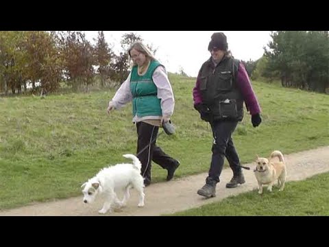 Video: Làm thế nào để có được một công việc như một Dog Walker