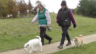 Working as a dog walker Profile