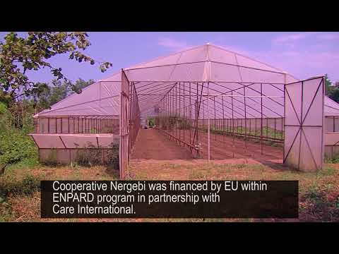 სათბური ლანჩხუთში - კოოპერატივი „ნერგები“