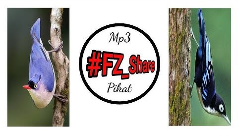 Mp3 Pikat / Masteran Rambatan Paling Dicari #Sitta_Frontalis #Sitta_Azurea