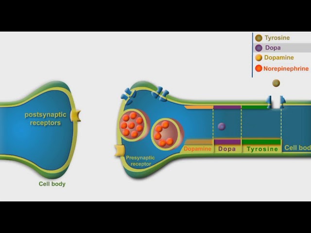 Norepinephrine Metabolism