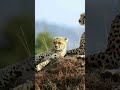Serengeti National Park Wildebeest Migration 🐃 Africa’s Greatest Show #shorts