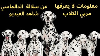 معلومات مهمة| عن كلب الدالميشن DALMATIAN DOG كيف تشتري كلب دلميشن مستوى عالي وأهم المواصفات المطلوبه