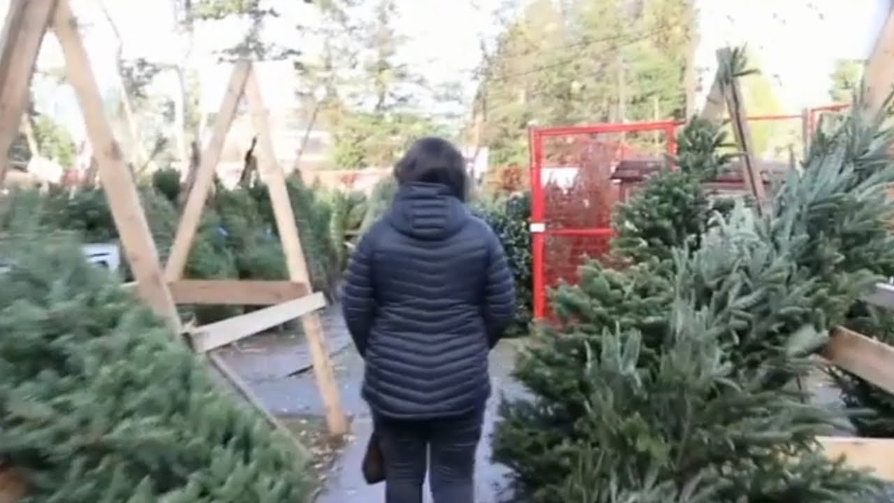 Vancouver-area lots sell Christmas trees for a good cause