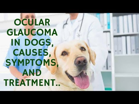 Video: Simptomi Psećeg Glaukoma - Liječenje Glaukoma Za Pse
