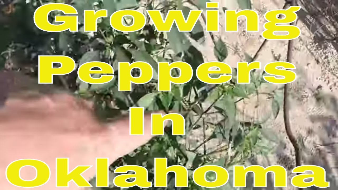 Growing Peppers In Oklahoma Garden Update YouTube
