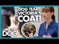 Victoria's Receives her Roughest Welcome in YEARS as her Coat is Torn! | It's Me or The Dog