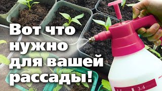 Как Вырастить Идеальную Рассаду. Агроном Делится Секретами Успеха