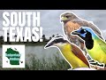 Birding the rio grande valley in south texas lifer quest