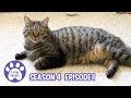 Grandma and Grandpa Visit, Simba Went Pom Pom Crazy, Lots of Purring Cats - S4 E1