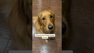 I Always Have An Audience  dog goldenretriever