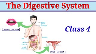The Digestive system Class 4 || Food and Digestion || Digesting food CBSE Class 4