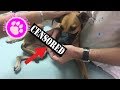 This Dog was SHOT! Look what happened after.. 😱