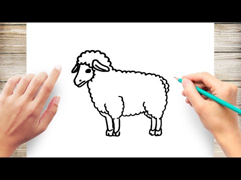 How to Draw a Sheep Step by Step