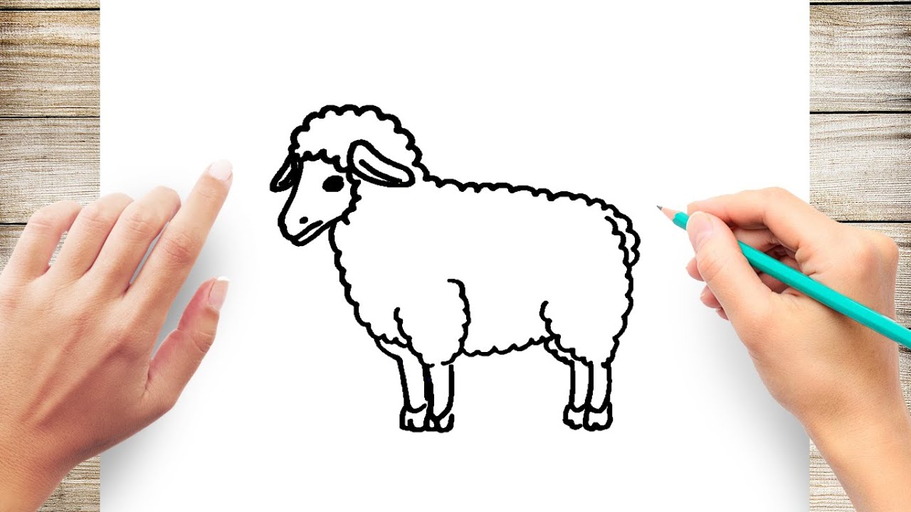 Sheep Outline Images  Browse 23585 Stock Photos Vectors and Video   Adobe Stock