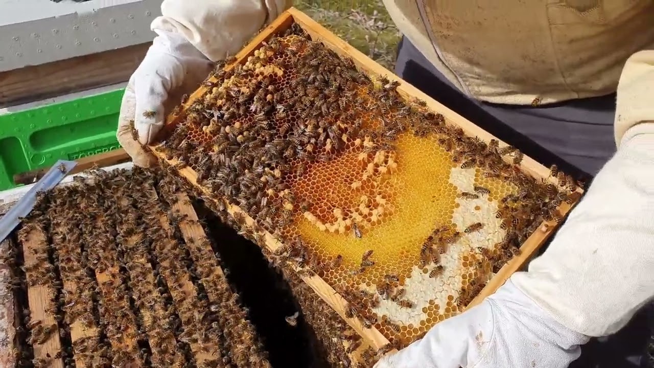 Sammanslagning av ett puckelsamhälle om våren   pucklande drottning