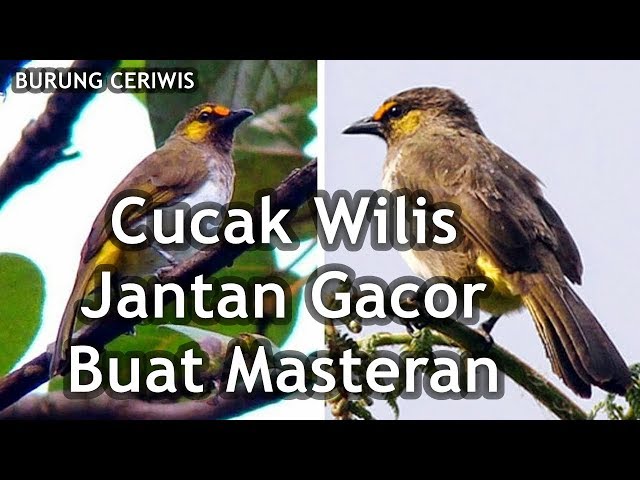 Suara Burung Cucak Wilis Jantan Gacor Buat Masteran OK class=