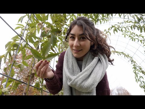 Video: Yellow Passion vineblader - grunner til at lidenskapsblomstblader blir gule