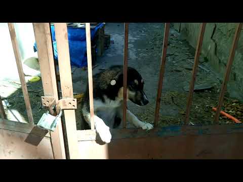 დატყვევებული მოფერებას ითხოვს 13 03 2018 MOV 0059