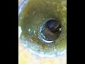 Inside A Trumpet Valve Alignment Using An Endoscope
