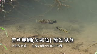 吉利慈鯛成千上萬的幼魚覓食+親魚驅趕小斑鱧4K 