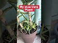 My plant #short #shortvideo #myplantworld