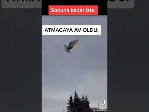 (Hawk attack)Atmaca saldırı