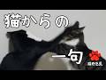 猫からの一句　#３０【きなこ&さくら様】#猫野芭蕉