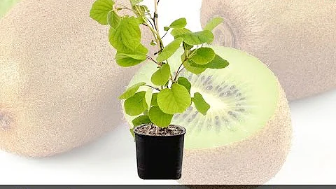 Quand planter un kiwi autofertile ?