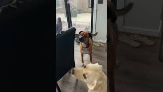 When Sam &amp; max wants to play with bluey #dog#doglovers#ringneck#furbabies