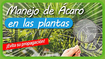 ¿Cuál es el mejor plaguicida para los ácaros del suelo?