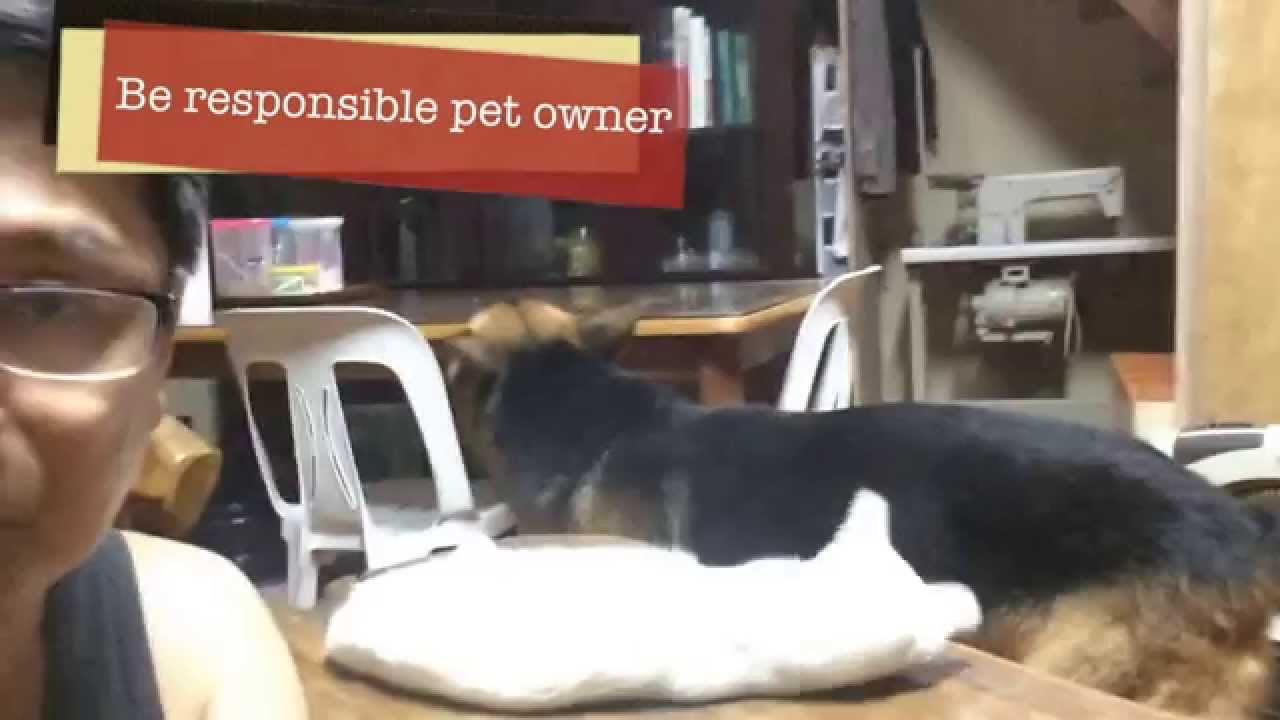 tesda massage Kilalanin si Ivor at si Poochoy