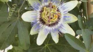 Information Universal Peace Calendar Update