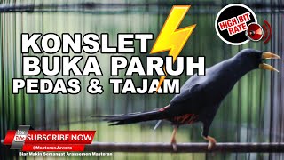 🔴 Burung Raja Tembak Jalak Rio Rio Gacor Teler❗️Isian PEDAS‼️