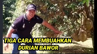 TIGA CARA MEMBUAHKAN DURIAN BAWOR