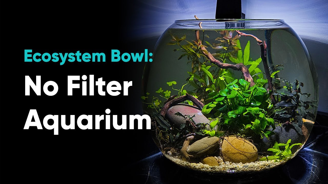 Planted Bowl Aquarium - No Filter, No CO2, No Maintenance, No