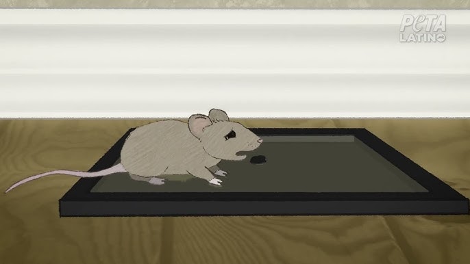 Cómo hacer veneno casero para ratas. ¡Y funciona!