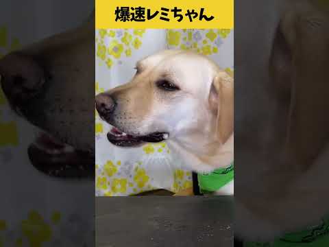 【ASMR 爆速レミちゃん52】クチャラーなレミちゃん/Raw Feeding Dogs asmr #shorts