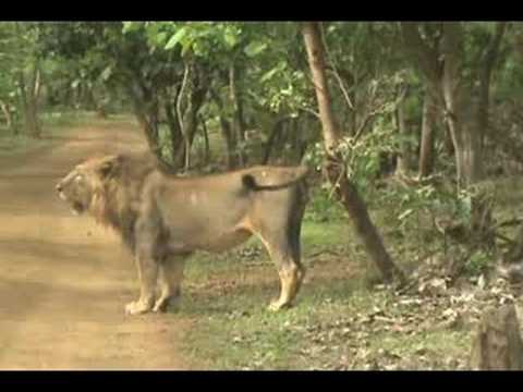 Scent Marking by Asiatic Lion Gir Sanctuary (paniy...