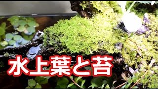 水草 水上葉計画　アクアテラリウムに使う予定の素材達