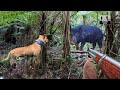 Close range chaos wild boar hunt with dogs intense action caught on camera