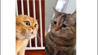 Meme 2 Kucing Berbicara | 2 Meme Kucing Berbicara Video Asli | Video Kucing Viral Meme Kucing Oranye & Hitam