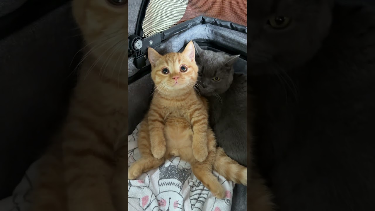 แอบหลังหนูไว้ คุณหมอไม่เห็นแน่ #cat #แมว #cutecat #cute #funnycats #pets #kitten #love #แมวถังแก๊ส