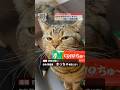 ロマンス詐欺でまっちゃが逮捕！？ #猫