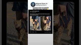 ÇANTADA DURMAK İSTEMEYEN YARAMAZ KEDİNİN SON HALİ🫣 #kedi #yaramaz #ilginç #hayvanlar #keşfet #viral