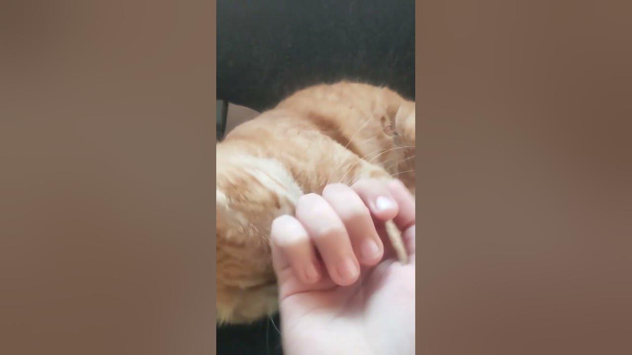 мой кот кусает руку - YouTube