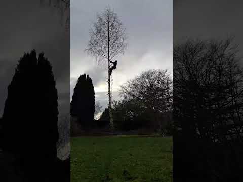 nothing fancy.. Birch