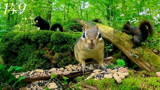 Cat TV: Chipmunks & Squirrels in Action in the Forest (4K, 3+ Hours) Ep. 149